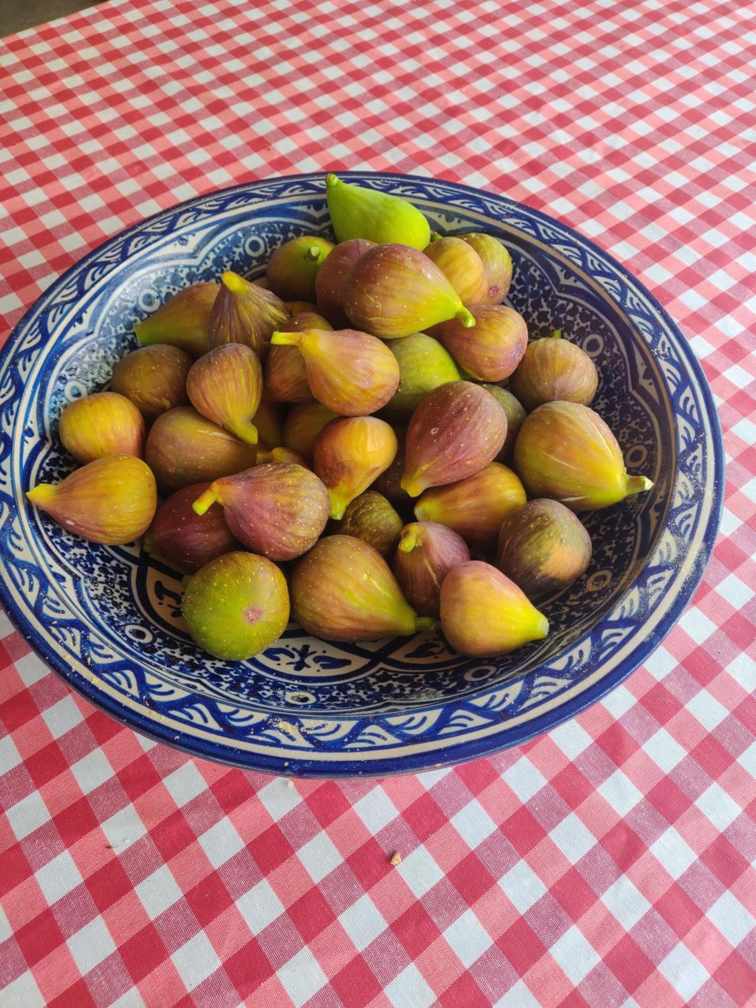 Le Mas Saint Pierre Roquefort Les Pins Eksteriør billede