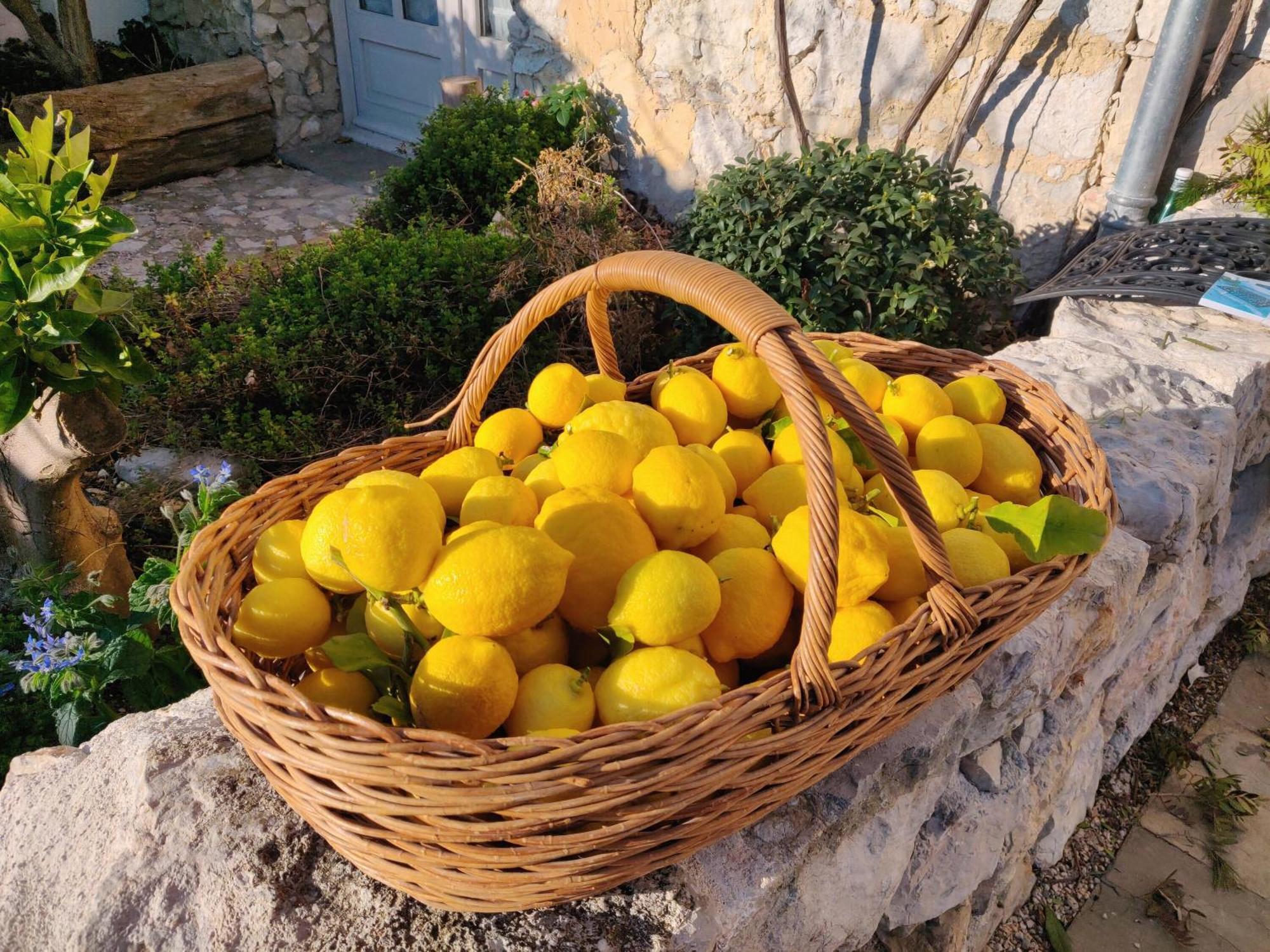 Le Mas Saint Pierre Roquefort Les Pins Eksteriør billede